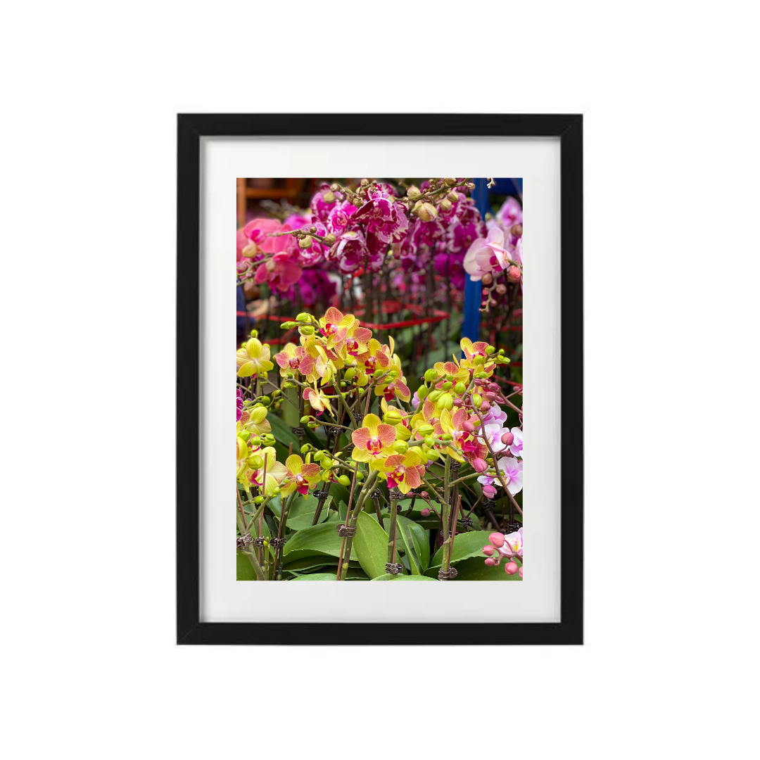 VIEW THROUGH JEN'S LENS PRINT: Orchids at the Flower Market Mong Kok