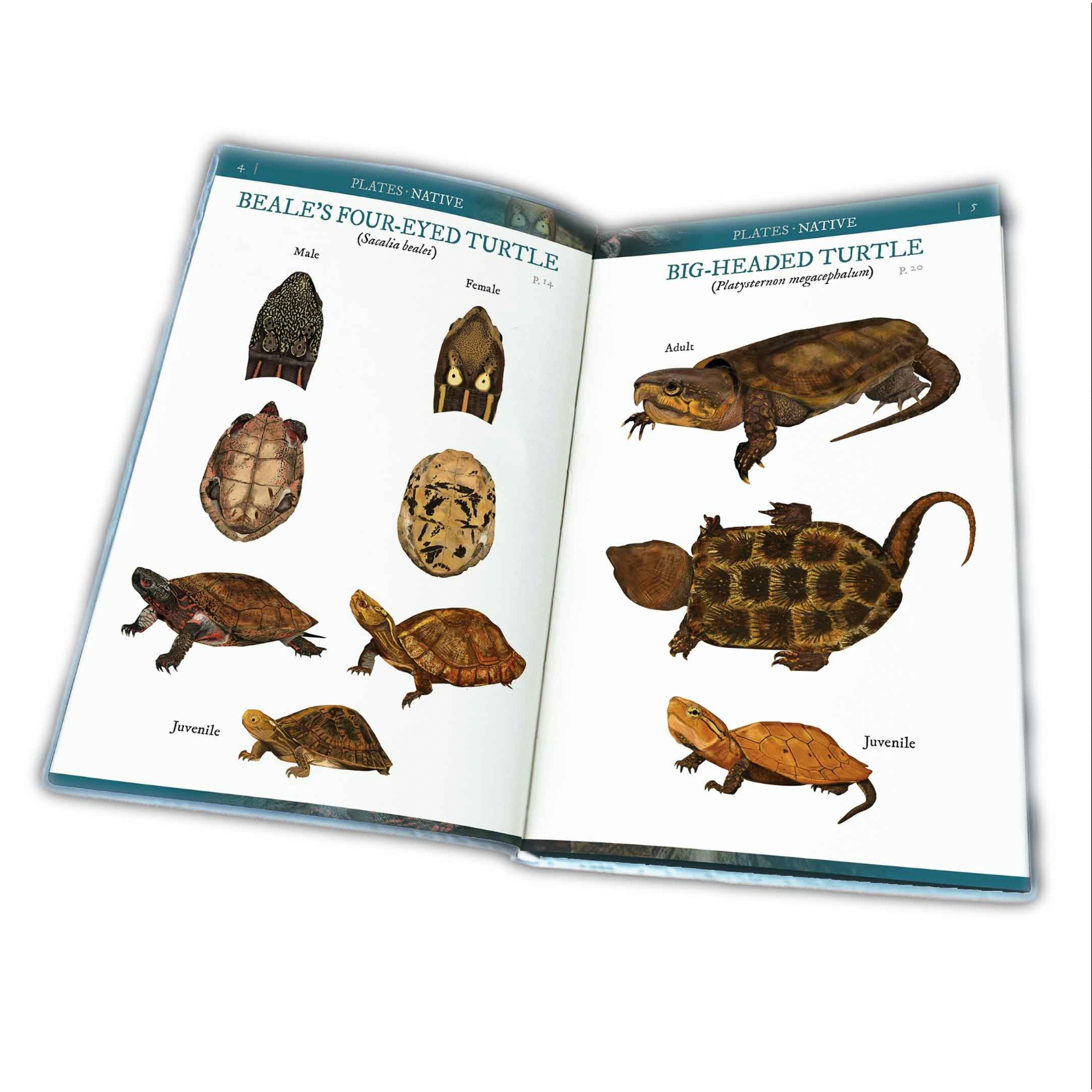 BOOK: Field Guide to the Turtles of Hong Kong