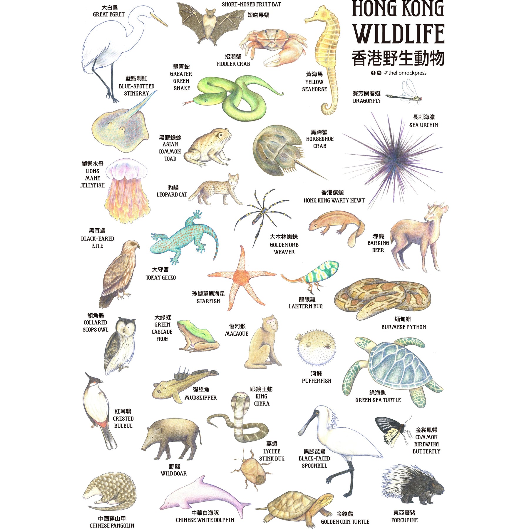 POSTER - Hong Kong Wildlife