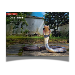 BOOK: The Venomous Snakes of China