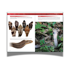 BOOK: The Venomous Snakes of China