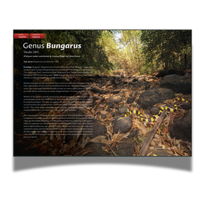 BOOK: The Venomous Snakes of China