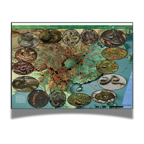 BOOK: The Venomous Snakes of China