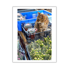 VIEW THROUGH JEN'S LENS PRINT: Street Market Cat