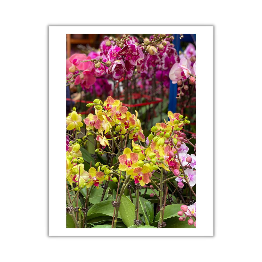 VIEW THROUGH JEN'S LENS PRINT: Orchids at the Flower Market Mong Kok