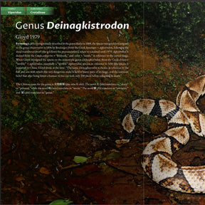 BOOK: The Venomous Snakes of China