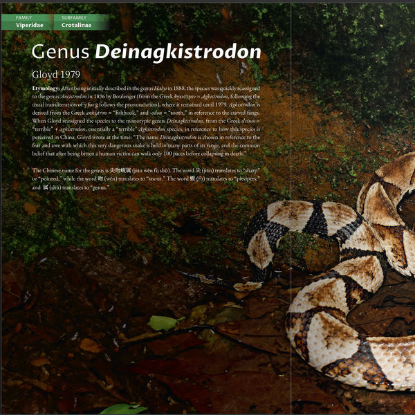 BOOK: The Venomous Snakes of China