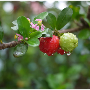 FRAGRANT TEA: Acerola Cherry Tea
