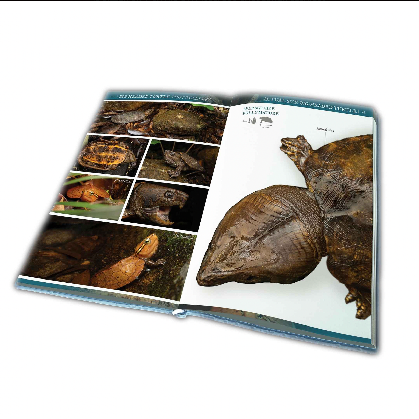 BOOK: Field Guide to the Turtles of Hong Kong