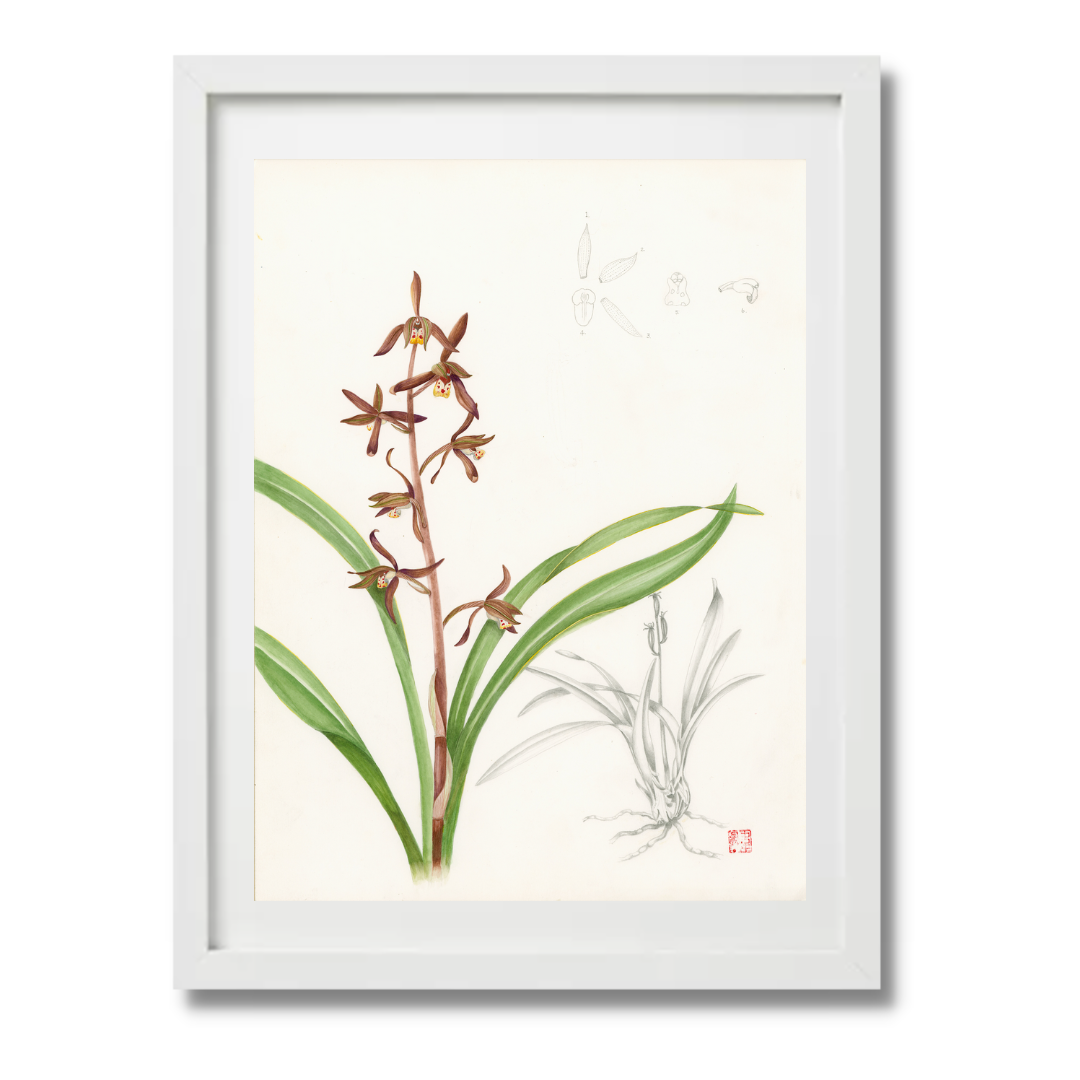 Mark Isaac-Williams Print: Chinese Ink Orchid