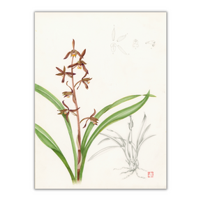 Mark Isaac-Williams Print: Chinese Ink Orchid