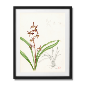 Mark Isaac-Williams Print: Chinese Ink Orchid